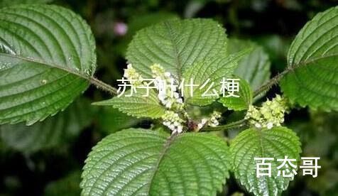 韩国苏子叶能吃吗 韩国苏子叶是什么意思