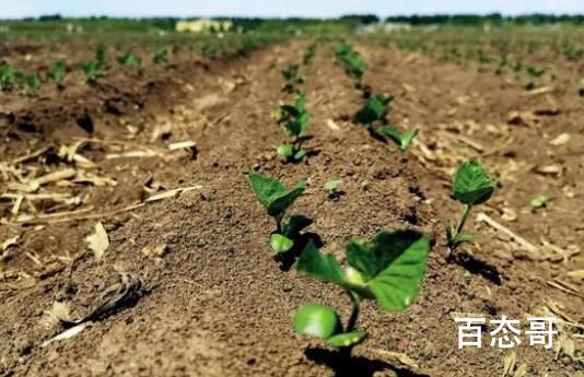 黑土地告急 事关14亿人的饭碗 东北黑土地该何去何从