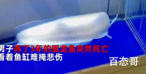 男子养3年龙鱼死亡 含泪清蒸品尝 原来这玩意还挺好吃的！