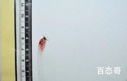 被拍扁的蚊子成了犯罪“目击证人” 背后的真相让人惊愕
