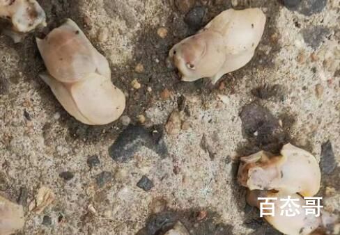 “白泥蚂”大举入侵青岛海域 白泥蚂是从哪里来的？