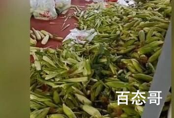 女生旅游公司实习每天剥百斤玉米 就这么坑实习生吗？