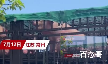 两车生猪途经江苏差点热熟了 到底是怎么回事？