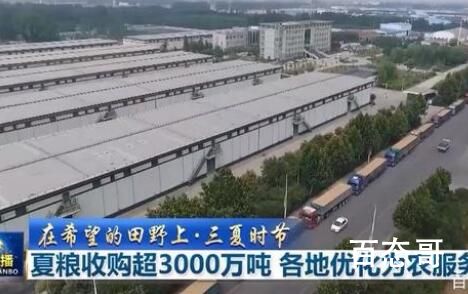夏粮收购超3000万吨 家有存粮万事不慌 