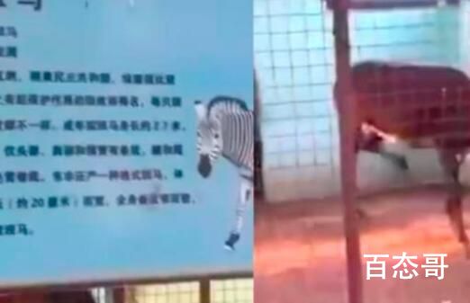 用驴充当斑马?河南一动物园回应 以后告诉孩子矮的是斑驴高的是斑马