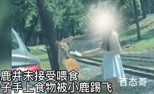 女子动物园里下车喂鹿被踢 小鹿的自我保护意识比较强