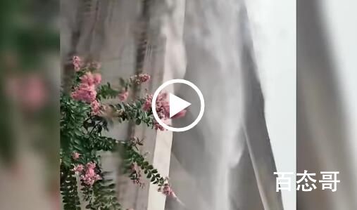直击重庆暴雨袭城:大蛇被冲到马路 大花蛇：这个天气我真的服了