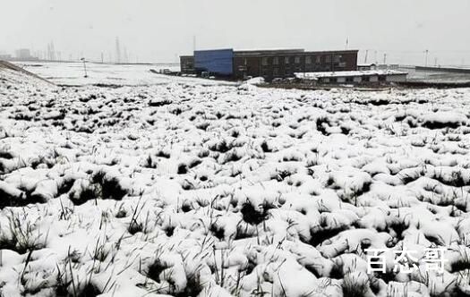 罕见!青海“三伏天”出现降雪 海拔高气温低很正常