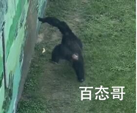 大猩猩一把甩回游客掉落拖鞋 大猩猩扔的速度太快了