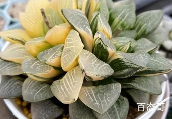 上海宝山一盆市价10万多肉被偷 应该也是有价无市吧？ 