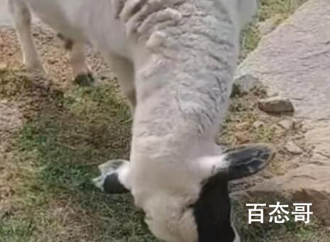 女大学生暑假放羊把自己和羊放丢 放羊玩手机是不行的