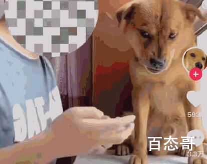 网红小狗主人:没有虐狗 都是表演 狗子在龇牙咧嘴绝对不是做戏