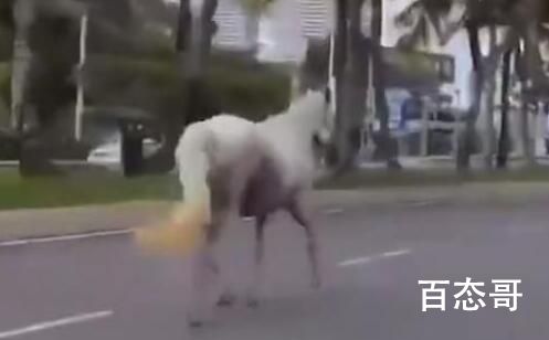 三亚现状:车流稀少 街上白马奔跑 究竟是怎么一回事