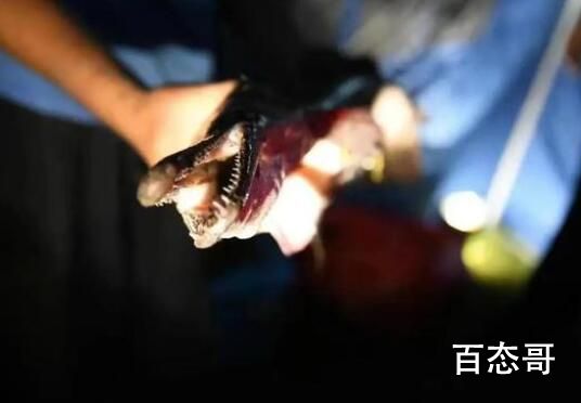 河南汝州怪鱼捕获!为一雄一雌两条 严惩放到湖里的人必须抓出来严惩