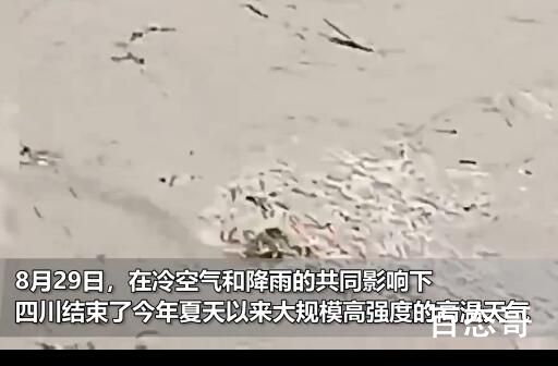 实拍四川暴雨:大鱼游上街头乱窜 长江的旱情一定会得到缓解了