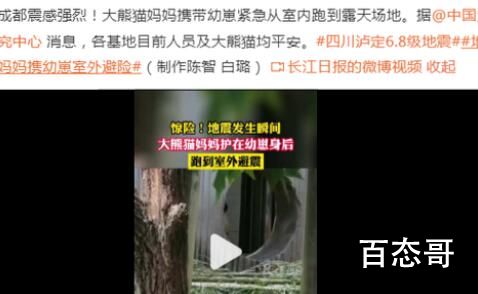 地震瞬间熊猫妈妈携幼崽室外避险 愿大熊猫一定要平安