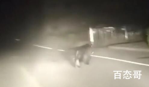 黑龙江一地发现黑熊在街道上奔跑 这头黑熊有没有伤人？