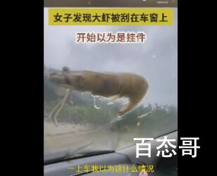 台风将大虾刮飞停在车窗上 拿回去煮了吃了压压惊