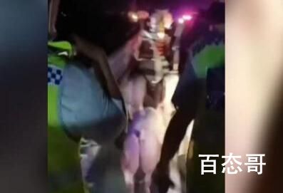 惠州40多头猪大闹高速 背后的真相让人始料未及