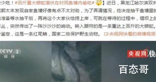 百斤大蟒蛇潜伏在村民鱼塘内偷吃 谁家养过这样玩意得让他赔鱼塘损失
