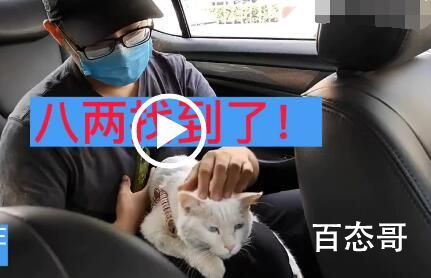流浪10天的石家庄白猫终于找到了 白猫是在哪里被找到的
