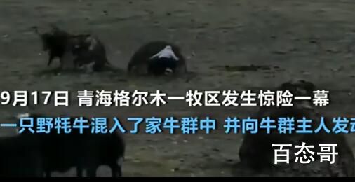 男子遇野牦牛冲撞 藏粪堆求生 背后的真相让人震惊