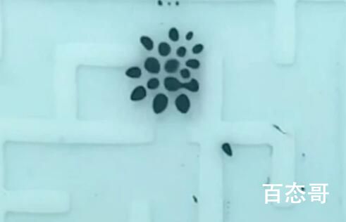 苏大开发出可分可聚液体机器人  液体机器人 可以用来干嘛