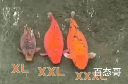 趵突泉3只胖锦鲤组团出游 池中三霸
