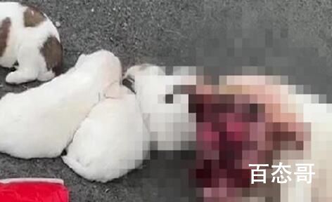 学校回应保安打死喂奶狗妈妈 到底是怎么回事？