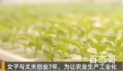 女子建植物工厂让菠菜一年长22茬 这就是传说中的没有灵魂的蔬菜水果了