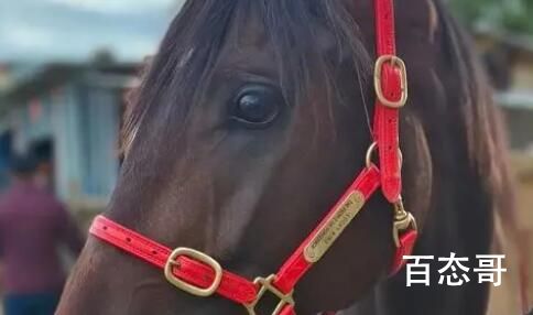 价值28万纯血马在丽江“走失” 给人顺手牵马了吗