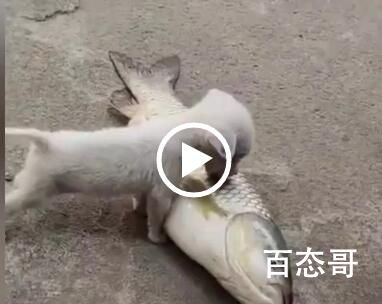 3斤小狗舔5斤大鱼被鱼尾抽翻 心有鱼而力不足