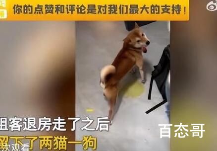 租客退房留下2猫1狗1鸡 血赚留了只柴犬看这品相挺好的这都大几千了