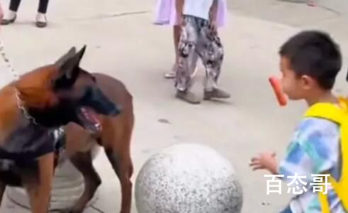 上班警犬眼馋小朋友手中烤肠 背后的真相让人震惊