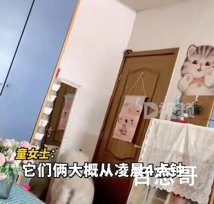 老鼠站门框和狗狗僵持6小时 养狗还是挺有用的