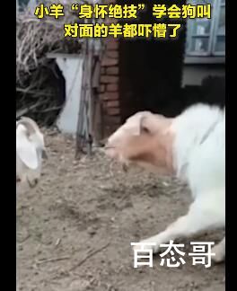 小羊学狗叫吓懵同伴 前世是狗今生还留有狗的记忆