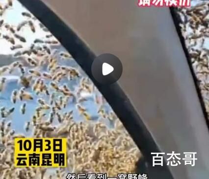 男子拿走蜂王被蜂群追一路 背后的真相让人始料未及