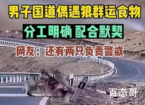 甘肃国道上司机偶遇狼群运送食物 谁遇到都会冒汗