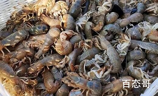 烟台海边出现大量泸沽虾 这不是皮皮虾吗？