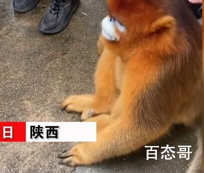 金丝猴弄坏行李架 路人摸头安慰 比峨眉山的猴子强太多了