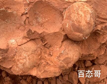 江西武宁发现恐龙蛋化石 这个发现意味着什么