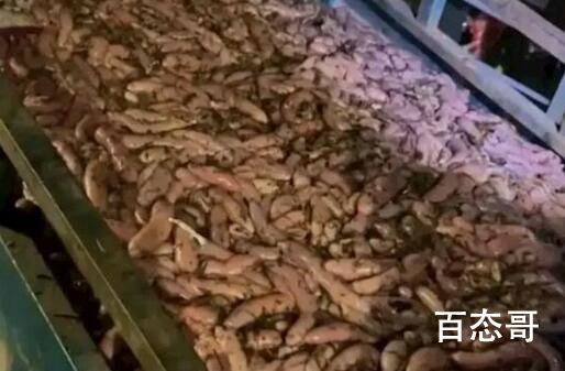 女子驱车3小时连夜到烟台捞海肠 中原地带表示羡慕