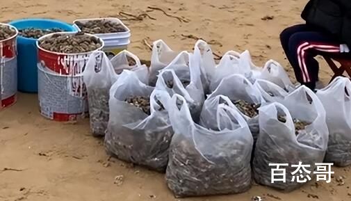 烟台海肠爆发 有人一晚捞上千斤 海肠是动物（海鲜）还是植物？