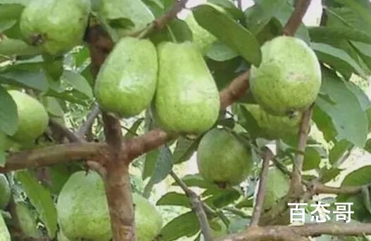 男子种出番石榴发视频炫耀后傻眼 中了500W敢这样发视频炫么