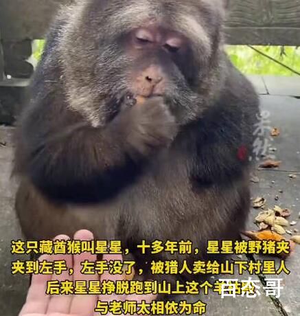 寺庙回应喂独臂猴:它与寺庙有缘 佛渡有缘猴