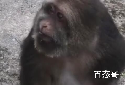 工作人员回应网红独臂猴咬伤师太  这个要打狂犬病育苗吗?