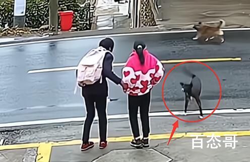 女孩等校车遭未拴绳狗扑咬 画面真是让人胆战心惊!