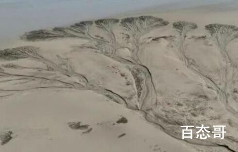 钱塘江边闪现壮观“参天大树” 这种现象是怎么形成的