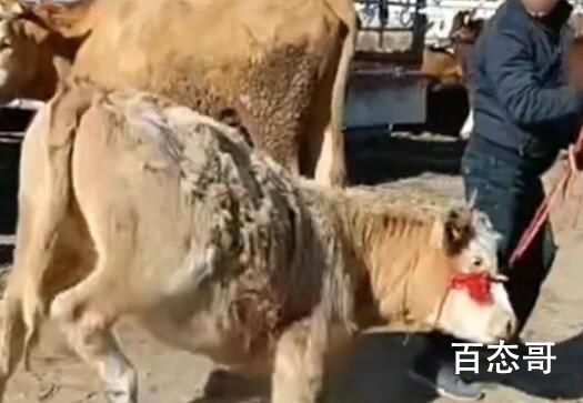 2岁母牛被卖跪地不走感动网友 牛通人性的