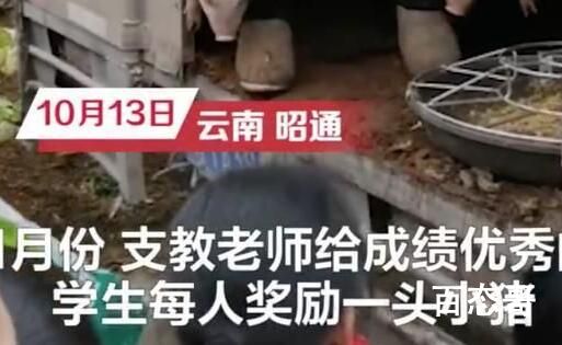 奖励优秀生的小猪养9月后卖4000元 授人以鱼不如授人以渔